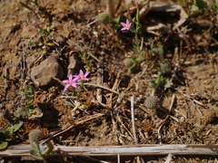 Centaurium pulchellum meyeri