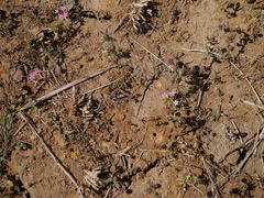 Centaurium pulchellum meyeri