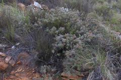 Protea sulphurea