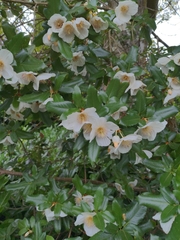 Eucryphia