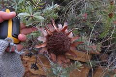 Protea sulphurea