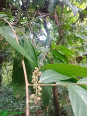 Antidesma cuspidatum