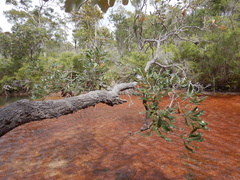 Banksia dentata