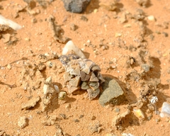 Anacampseros retusa
