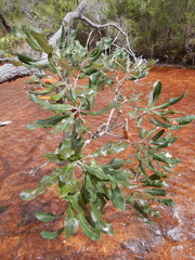 Banksia dentata