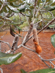 Banksia dentata