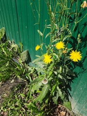 Sonchus arvensis arvensis