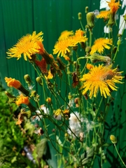Sonchus arvensis arvensis