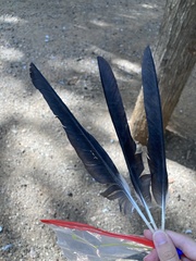 Corvus cornix sharpii