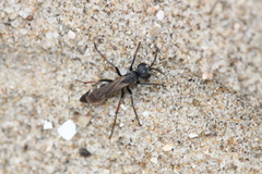 Episyron rufipes