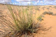 Ectadium virgatum