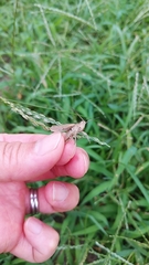 Chorthippus maritimus maritimus