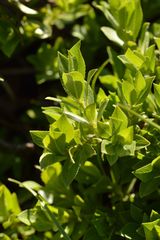 Salix breviserrata