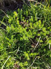 Salix breviserrata