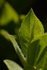 Salix breviserrata