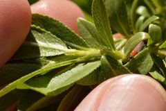 Salix breviserrata