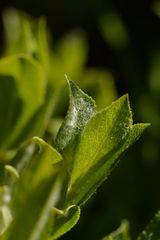Salix breviserrata