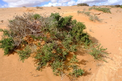 Lycium strandveldense