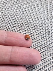 Harmonia axyridis