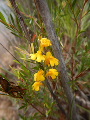 Utricularia chrysantha