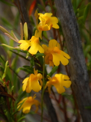 Utricularia chrysantha