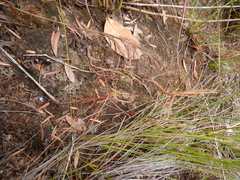 Drosera serpens