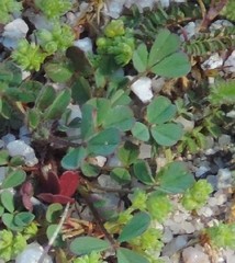 Trifolium cherleri