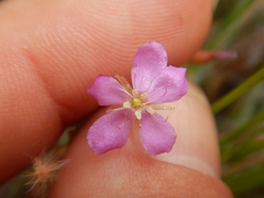 Drosera serpens