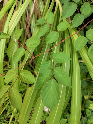 Ampelopsis chaffanjonii iNat (1)