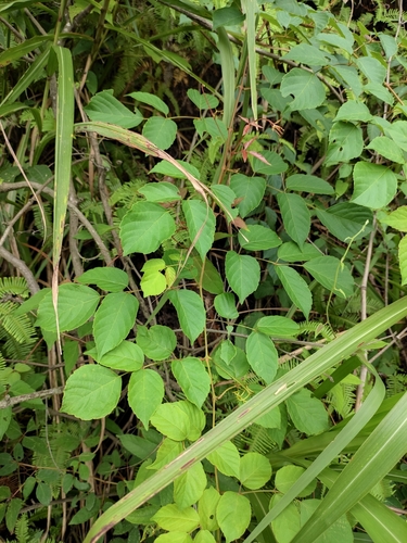 Ampelopsis chaffanjonii