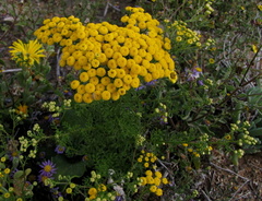 Oncosiphon grandiflorus