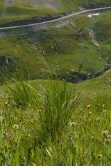 Festuca paniculata