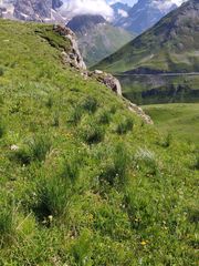 Festuca paniculata