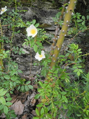 Rosa agrestis