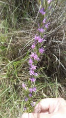 Liatris punctata mucronata