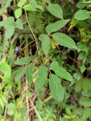 Ampelopsis delavayana