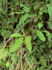 Ampelopsis delavayana