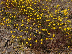 Oncosiphon grandiflorus