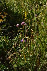 Allium strictum