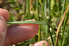 Allium strictum