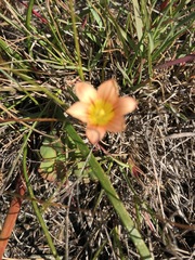 Romulea hirsuta cuprea