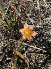 Romulea hirsuta cuprea