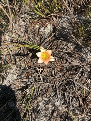 Romulea hirsuta cuprea