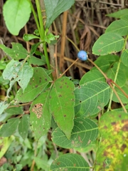 Ampelopsis delavayana