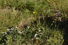 Potentilla nivea