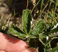 Potentilla nivea