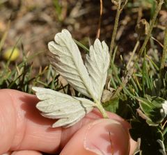 Potentilla nivea