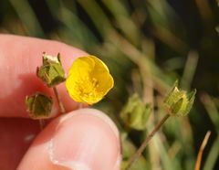 Potentilla nivea