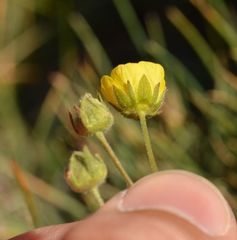 Potentilla nivea