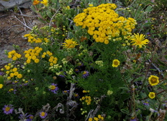 Oncosiphon grandiflorus